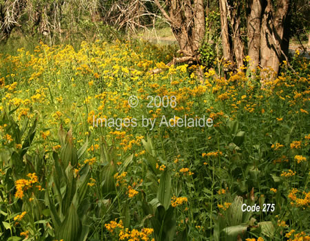 Wildflowers at Fiddler's Green